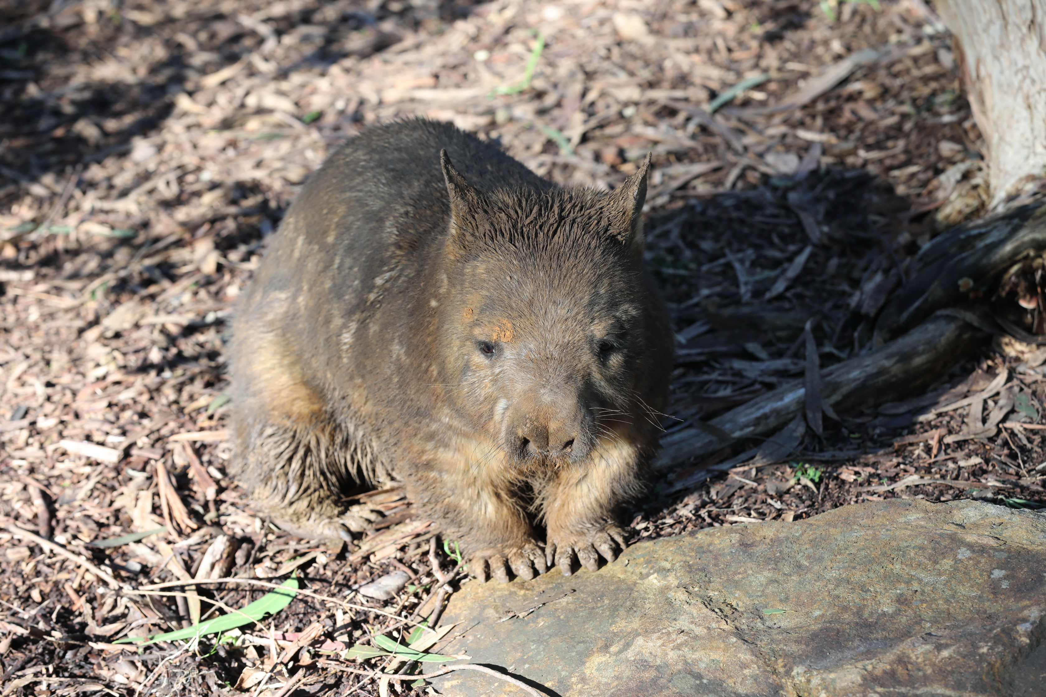 2019 07 19 15 24 59 Canon EOS 5D Mark IV 0039